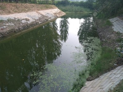 野釣天堂郎營溝 不須打窩，盡享自然之趣