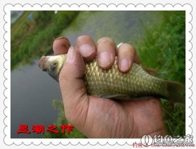 轉(zhuǎn)釣魚娃 野釣實戰(zhàn)篇之十二 站高處 擒鯽妹 野釣營