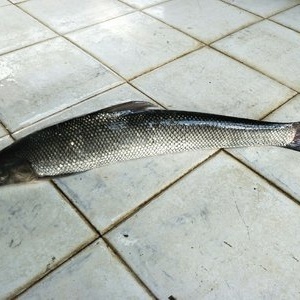 萬峰湖野釣集中營 垂釣愛好者的天堂與心靈棲息地