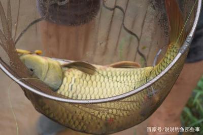 行者野釣營潘家口水庫活動紀實 山水之間，尋一份野趣與寧靜