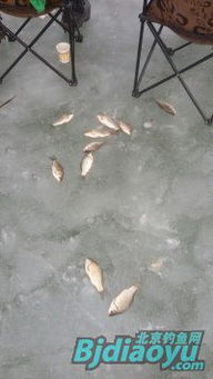 野釣營(yíng) 北京釣魚網(wǎng)的凈土之家